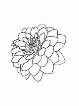 Flower Dahlia Coloring Pages Sheets Printable Colorir Para Desenho  sketch template
