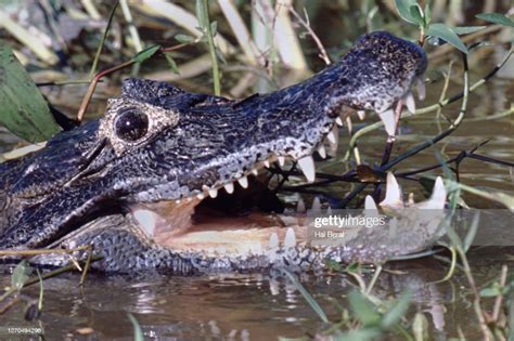 Yacare Caiman With Open Mouth Showing Teeth Closeup Stock-Foto - Getty ...