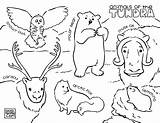 Tundra Coloring Pages sketch template