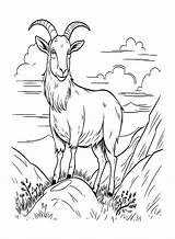 Mountain Goat coloring Page  Download Print Or Color Online For Free sketch template