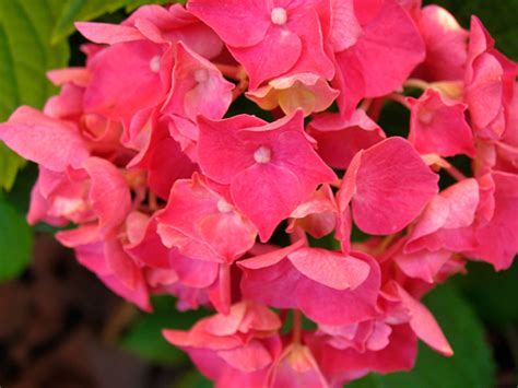 Poppular Photography: Pink Hydrangea