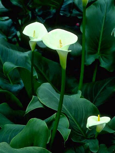 Beechwood Landscape Architecture and Construction: White Calla Lily: Featured Plant of The Day