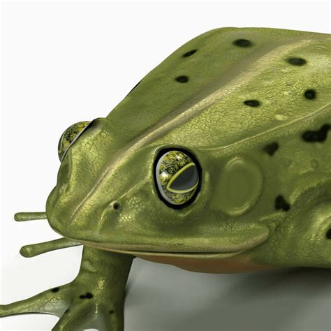 frog evolution max