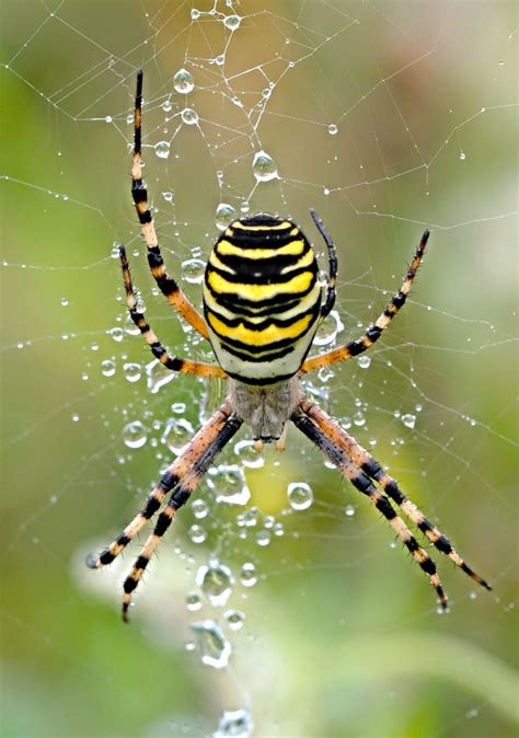 Wasp Spider (Argiope bruennichi) | The stunning Wasp Spider … | Flickr