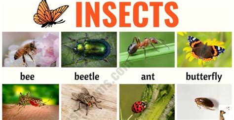 Visual Vocabulary - ESL Forums | Social insects, List of insects, Caterpillar insect