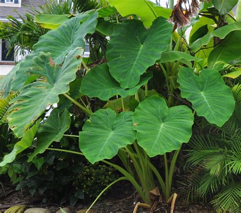 How to Grow Taro (Arbi) | Care and Growing Colocasia