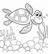 A Sea Turtle coloring Page  Download Print Or Color Online For Free sketch template
