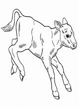 30  Calf Coloring Pages Free Printable PDF & Online sketch template