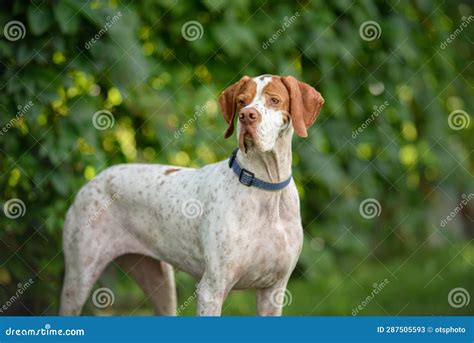 Red and White English Pointer Dog in a Collar Posing Outdoors in Summer ...