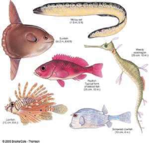 Class Osteichthyes – The Biology Classroom