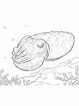 Cuttlefish Coloring Page sketch template