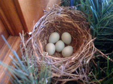 House Finch Bird Eggs