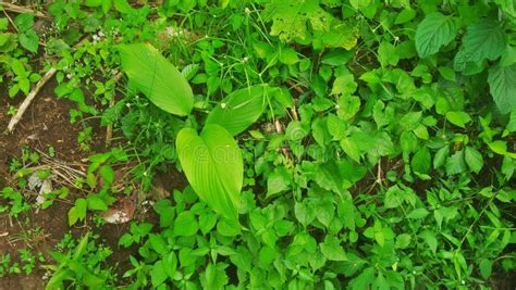 A Picture of Rhizoma Plant Seen from Above Stock Image - Image of plant, herb: 302153827