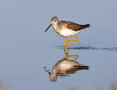 Bird In Everything: Shore Birds Photos