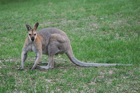 Macropus parryi | Animals Interesting Facts & Latest Pictures | Animals Lover