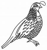 Quail Family Coloring Page sketch template