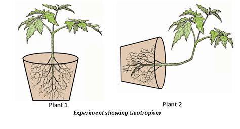 CBSE Class 10th Biology | Control and Coordination | Control and Coordination in Plants - CBSE ...