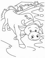 Water Buffalo Coloring Page At GetColoringscom  Free Printable sketch template