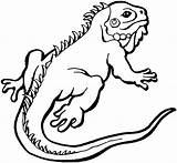 Free Lizard Coloring Pages sketch template