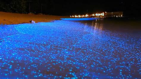 SEA of stars (Bioluminescent Beach) in the Maldives with Video