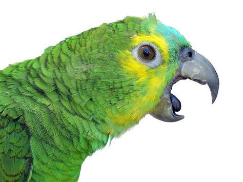 The Screaming Parrot — Birds and Beaks Rescue and Rehab