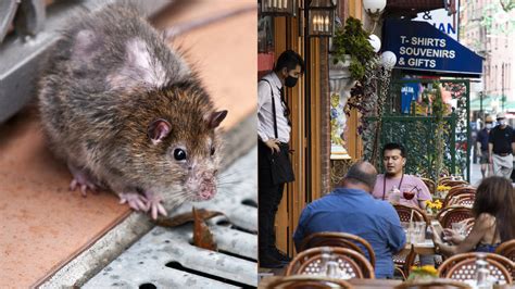 New York City Rats Are Attacking Outdoor Diners Due To COVID-19 | lifewithoutandy