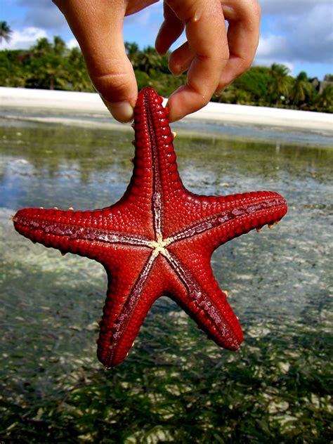 Animals on the Road: Red Starfish