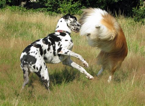 Two Dogs Playing Free Stock Photo - Public Domain Pictures