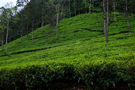 Nuwara Eliya Tea Plantations. Sri Lanka Stock Photo - Image of lanka ...