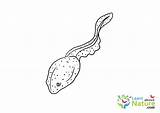 Tadpole Coloring Page Pages sketch template