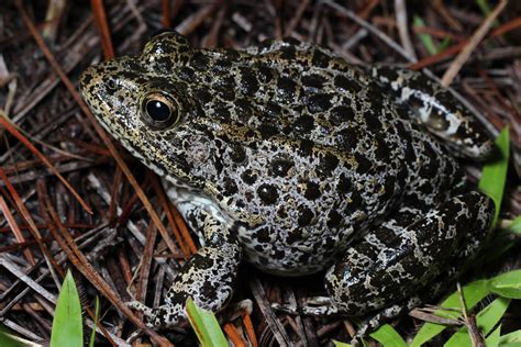 Rediscovering the 'snoring’ dusky gopher frog and restoring longleaf pine forests for the rare ...