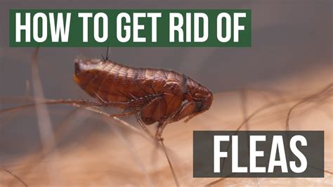 How To Inspect Your Home For Fleas 4 Easy Steps You