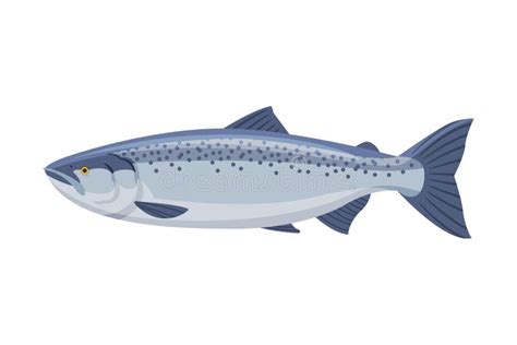 Salmon Fish, Fresh Aquatic Sea Fish Species Cartoon Vector Illustration ...