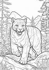 Cougar Coloring Page » Free Download Artus Art sketch template