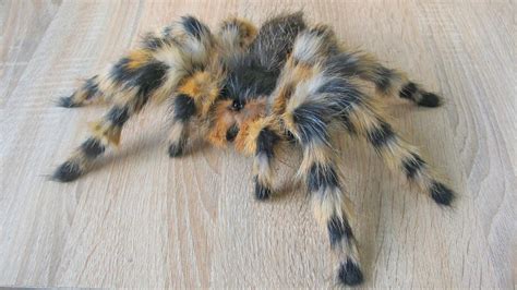 This Fake Tarantula Makes For The Perfect Prank Or Halloween Decor