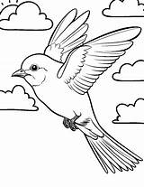 50 Bird Coloring Pages Free Printables sketch template