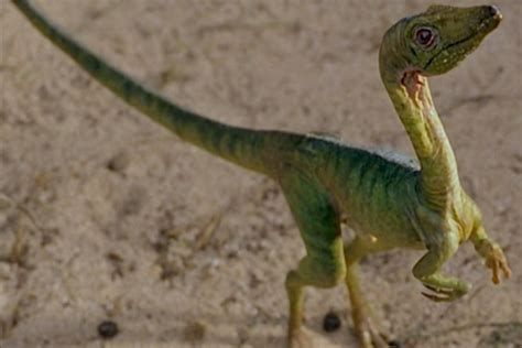 Compsognathus | Amigos de los Dinosaurios y la Paleontología