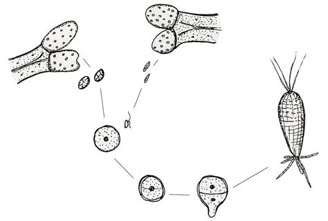 Life history and early reproductive stages in the genus Fucus. The... | Download Scientific Diagram