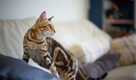 15 Facts About Marble Bengal Cat | Marbled Kittens And Bengal Cats - My British Shorthair Cat ...