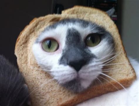 Stupid New Internet Trend: ‘Breading’…Where You Photograph Your Cat ...