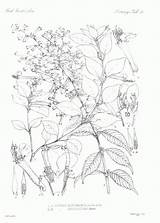 Botany Coloring Book Pages sketch template
