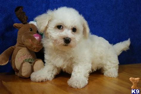 Bichon Frise Puppy for Sale: ADORABLE BICHON FRISE PUPPY 11 Years old