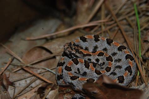 Western Pygmy Rattlesnake (A Field Guide to Kia Kima Scout Reservation ...