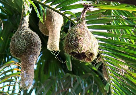 Stock Pictures: Weaver bird nests