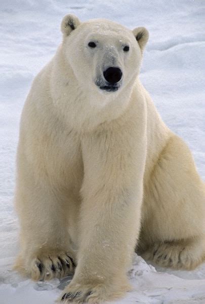 7 best images about Anatomy: Polar Bear on Pinterest | Animales, Results and Seals