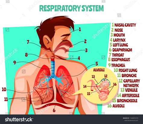 Human Respiratory System Vector Illustration Cartoon Stock Vector (Royalty Free) 1160691673 ...