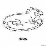 Iguana Coloring Page Printable sketch template