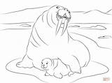 Walrus Coloring Pages Printable Kids Bestcoloringpagesforkids Sketch  sketch template