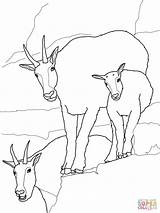 Mountain Goat Baby With Family coloring Page  Free Printable Coloring sketch template