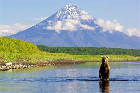 The mighty bears of Kamchatka region photos · Russia Travel Blog